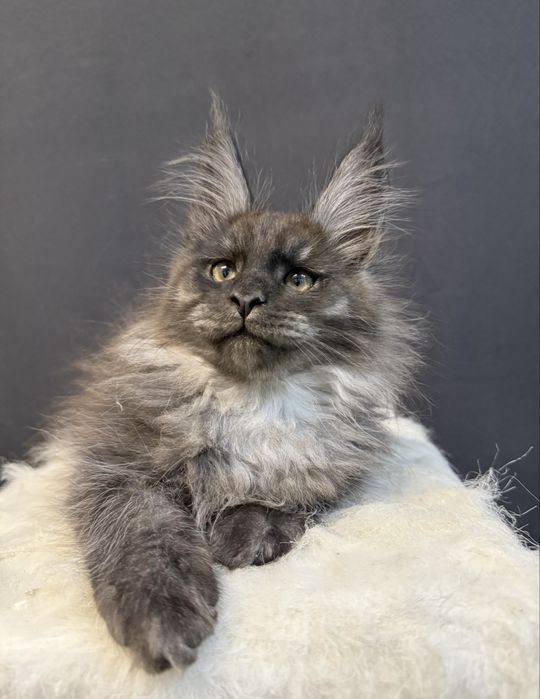 Pui Maine Coon superb