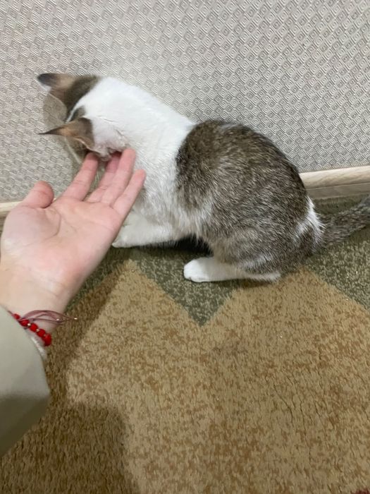 Кот мальчик 5 месяц