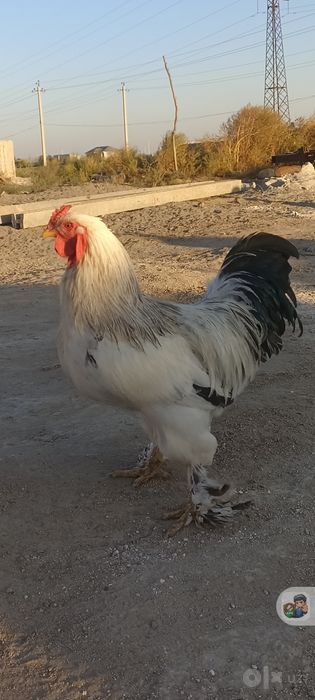 Brama tozasi sotiladi