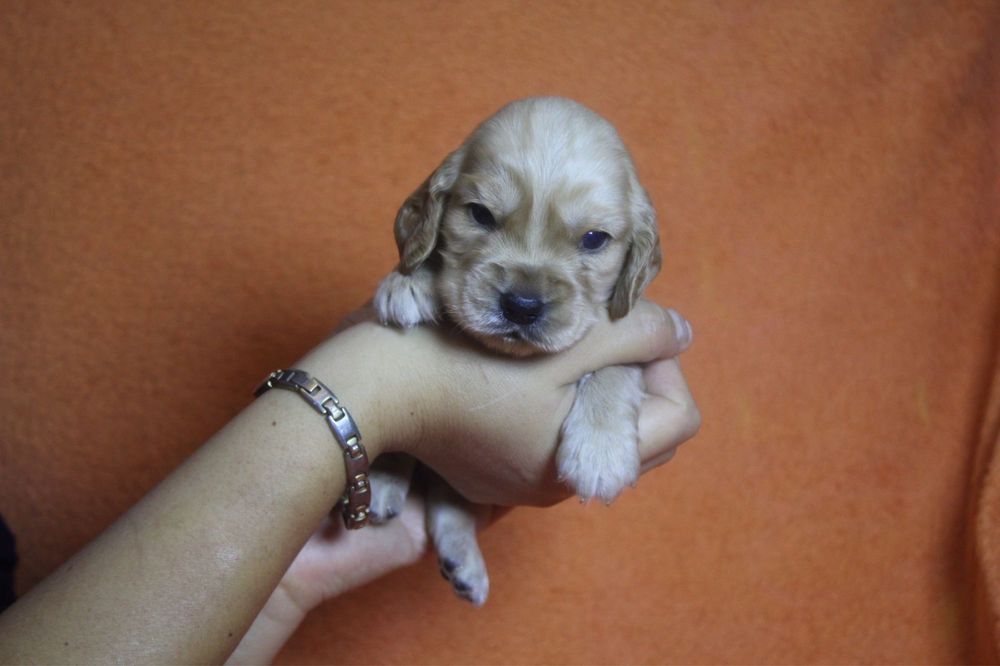 Англиский кокер спаниель