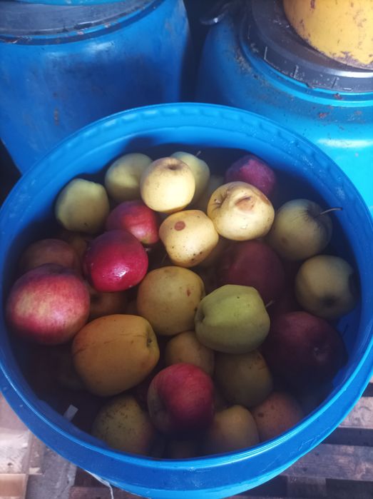 Mere de vânzare jud. Mureș