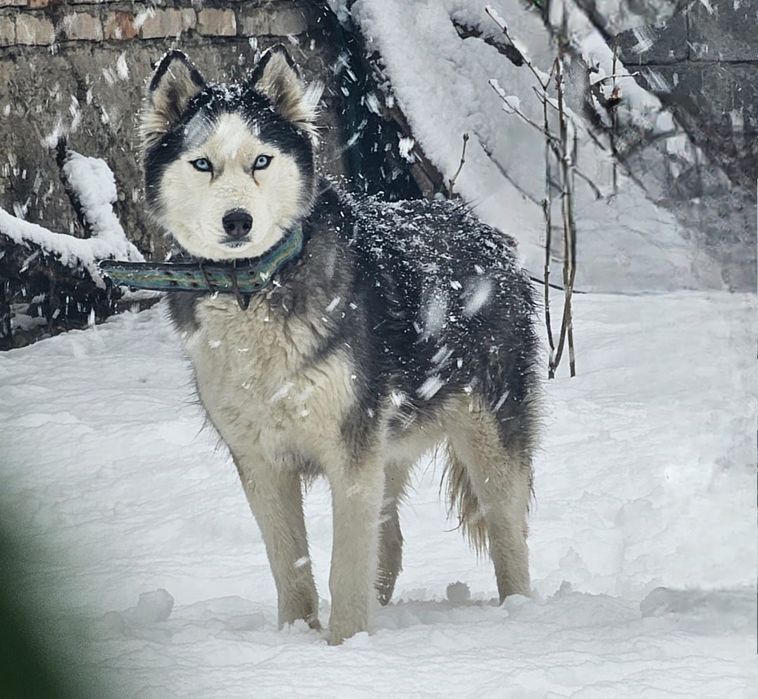 Продам хаски ДЕВОЧКА!