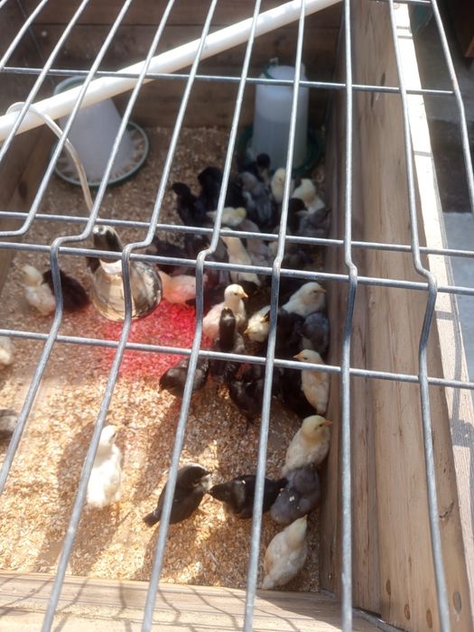 Pui Australorp & Sussex