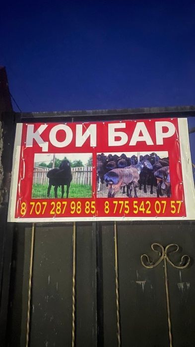 Кои сатылады соиып беру жеткізіп беру кала ишинде карастырылган
