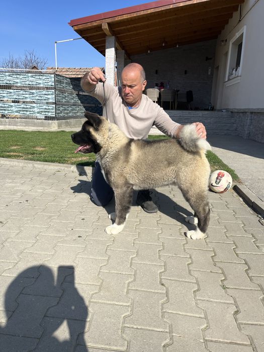 Mascul american akita