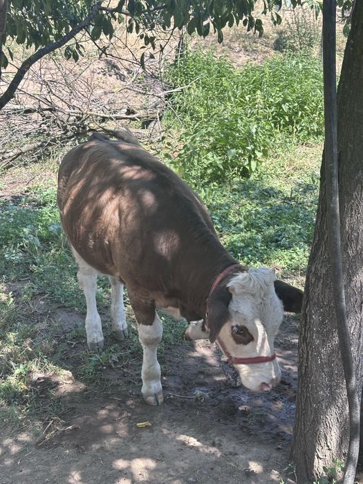 De vanzare doua vitele