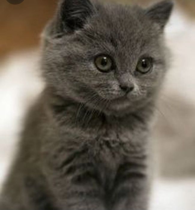 British Shorthair