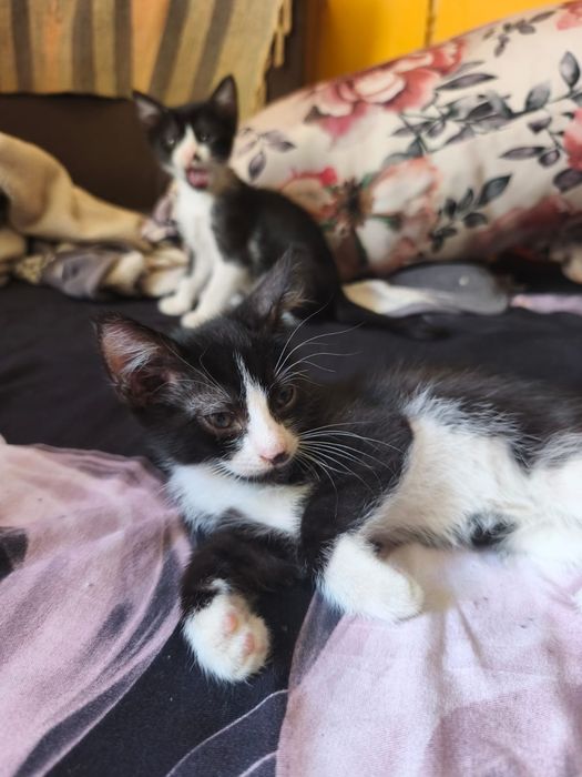 Adoptie pui pisica