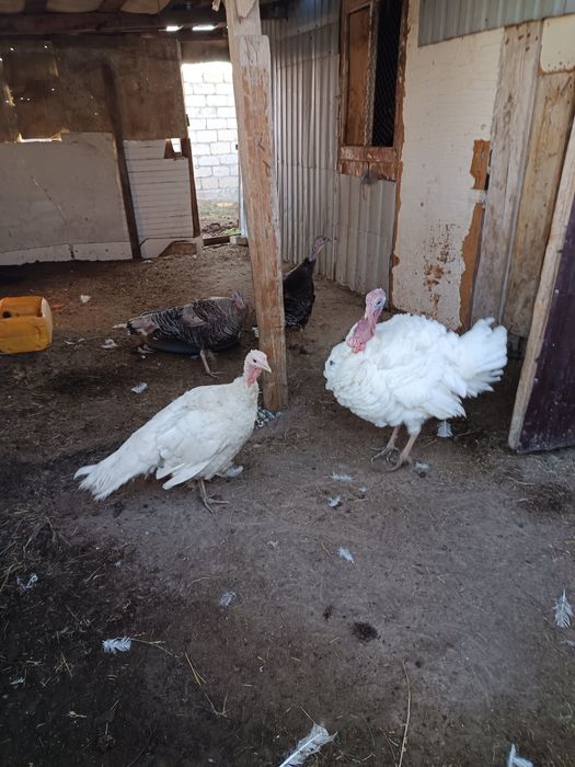 Индюк сатылады  ,