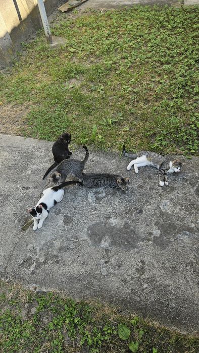 Ofer spre adoptie 4 puiuti de pisica