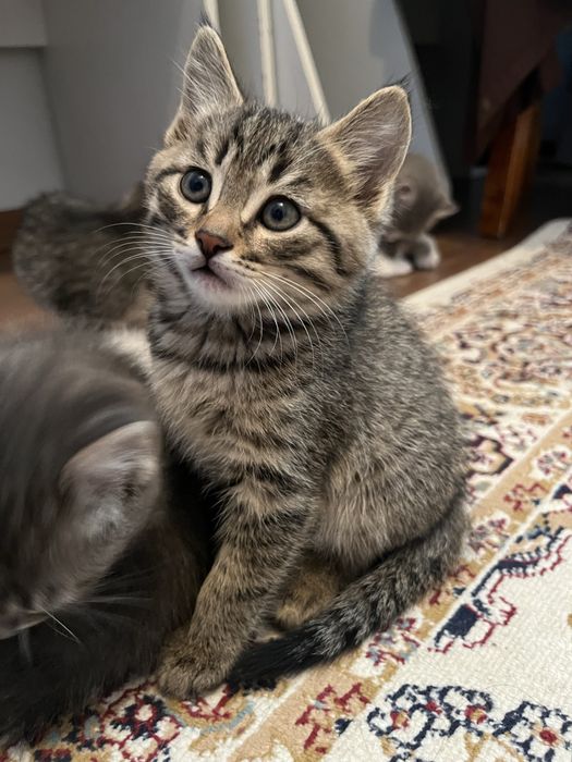 Котята, отдам в добрые руки