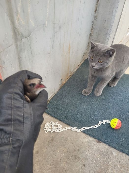 Отдам Породистого Котёнока Русский голубой, 2 месяца, Лоток знает,