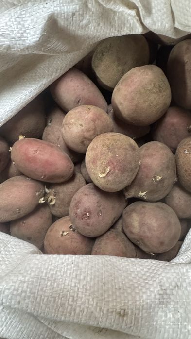 Семенной картошка Аладин