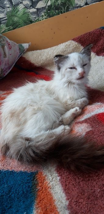 Отдам котят в добрые руки