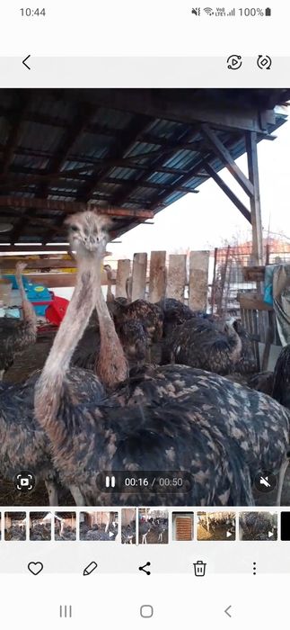 Pui de struți cu vârsta 5 /7  luni