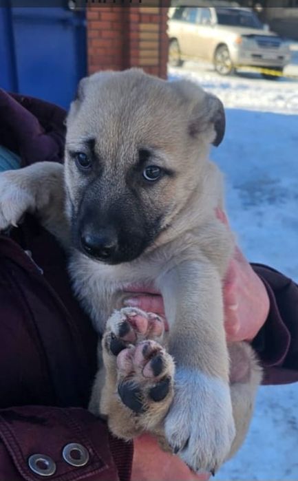 Продам щенков от красивой собаки