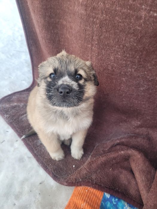 Щенки ищят дом сиротки