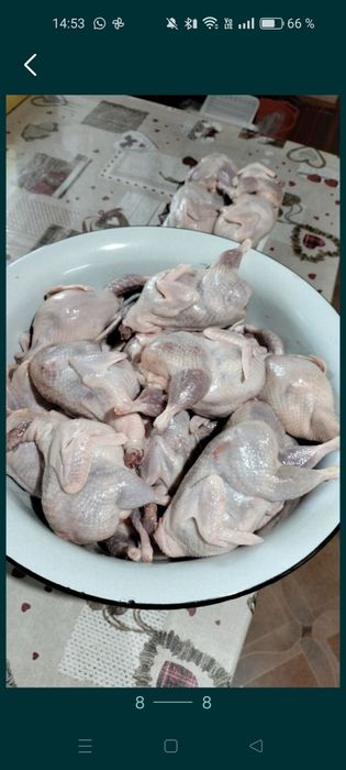 Мясо перепелов по 4300