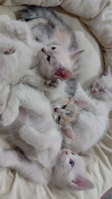 Ищем добрую семью для малышей