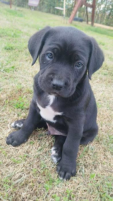 Pui de cane corso