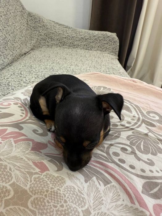 Той теьер продаю