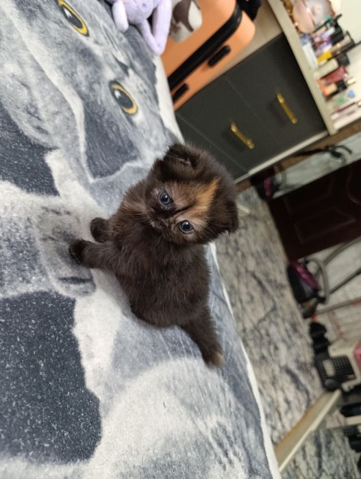 продаются  чистокровные шатладские котята