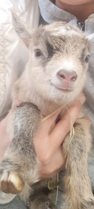 Vând iezi de capre pitice