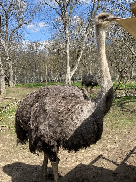 2 femele strui varsta 2 ani