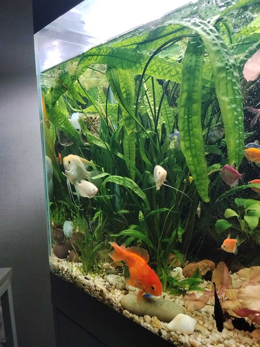 Криптокорина апоногетонолистная