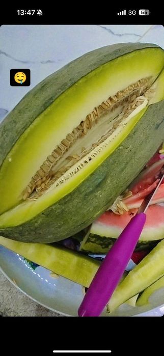 Қауын Шымкент қаласы