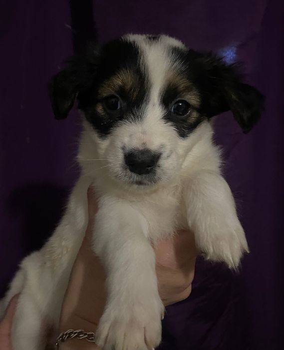 Щенятки привиты 2 мес