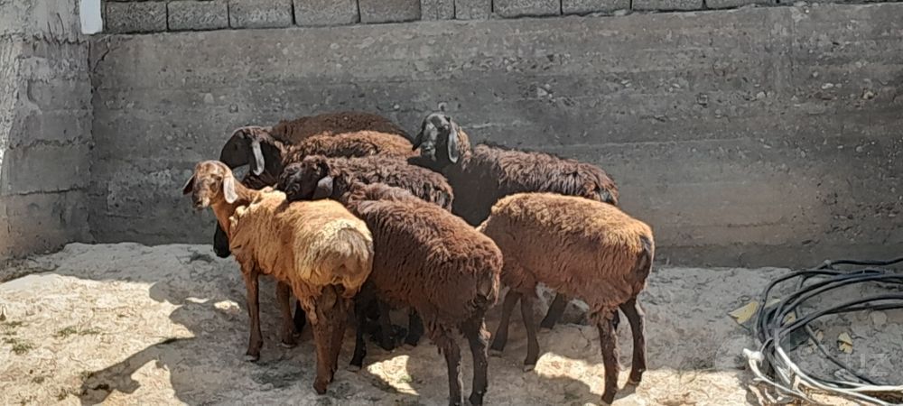 Qõchqorlar sotiladi