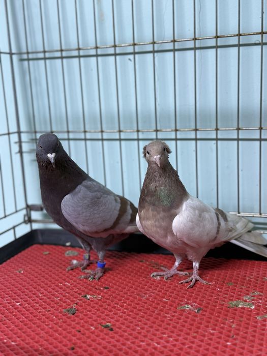 Пара сирень и кафейный