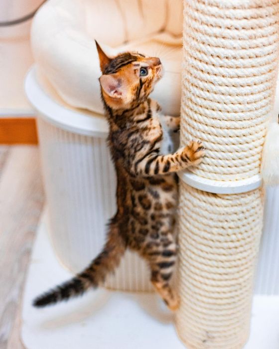 Бенгальские клубные котята