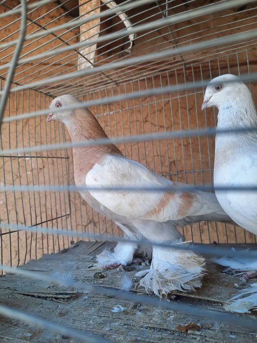 Голуби продаётся игра