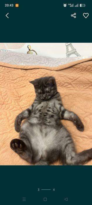 Продам котенка девочку 4 месяца