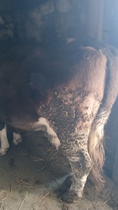 Vând vaca pentru taiat