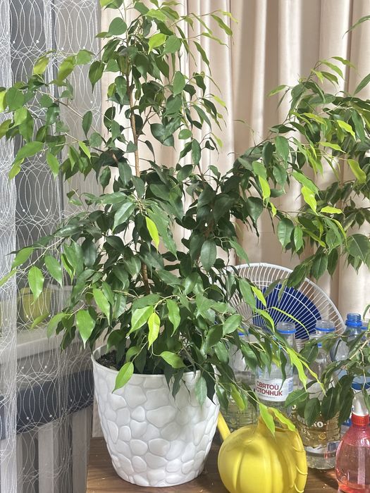 Фикус бенджамина