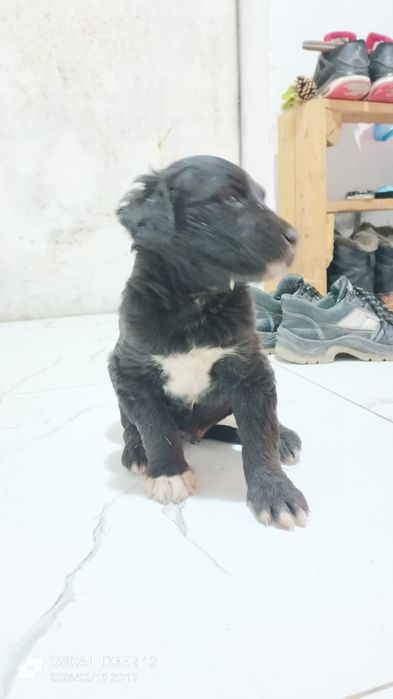 Продажа ШЕНЬКОВ Тайган