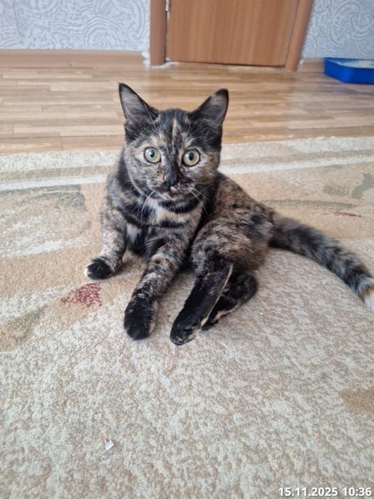 Отдам котёнка в добрые руки