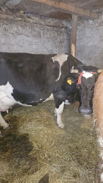 Vacă românească bălțată