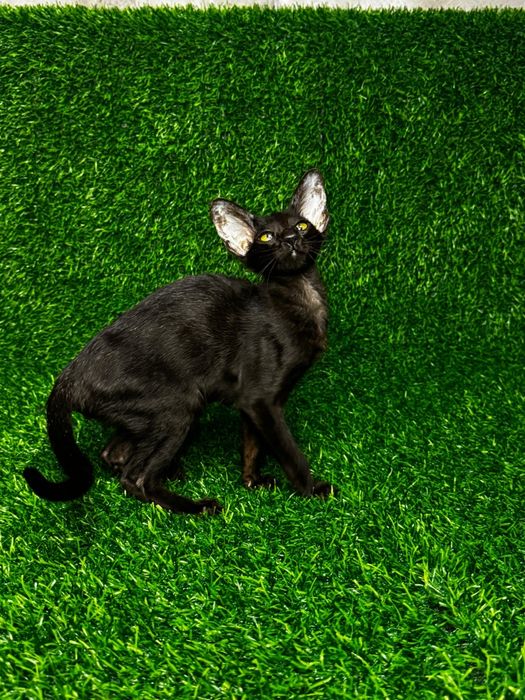 Котята Ориентальные