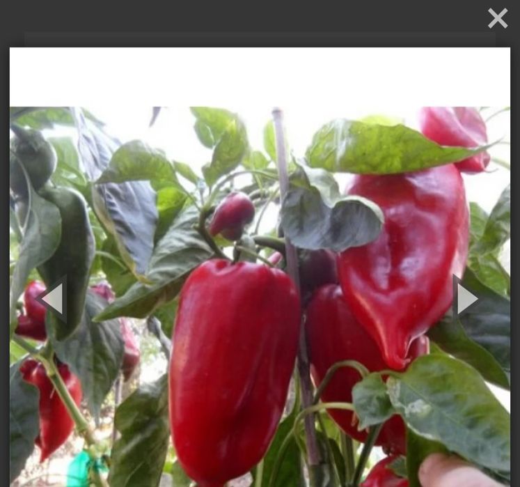 Пипер   турска  капия