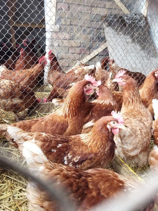 Продам куры домашние