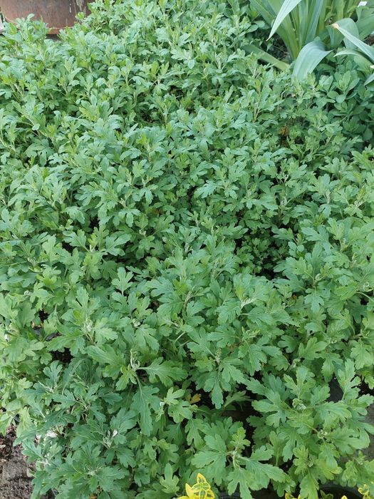 Хризантемы кустовые бордюрные