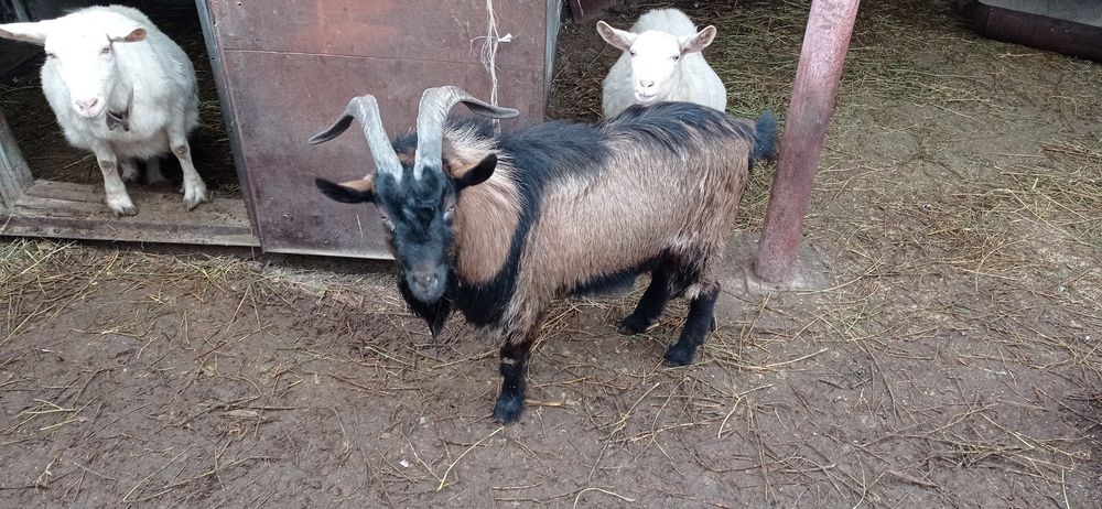 Ешкилер сатылады