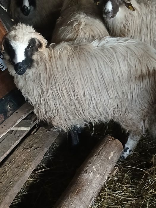 Vind  o mioara cu miel și un berbec si 2 noatine breze