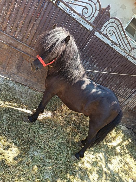 Ponei de monta Nr de tel 0747923880