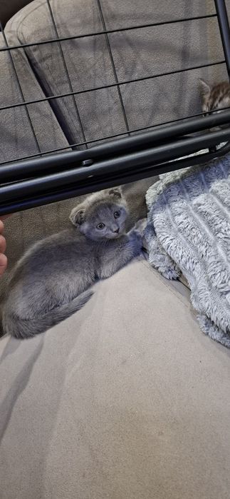 Скоттиш фолд и страйт котята