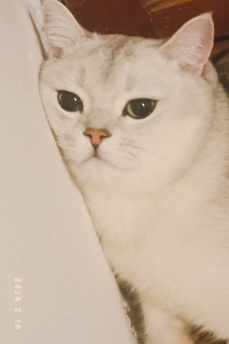 Продам кота , Фуджи